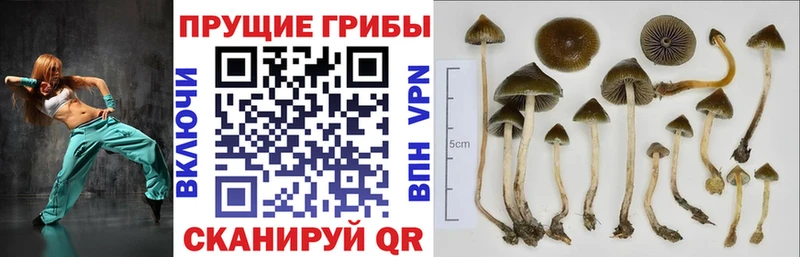 Псилоцибиновые грибы Psilocybine cubensis  Купить где  Дятьково 